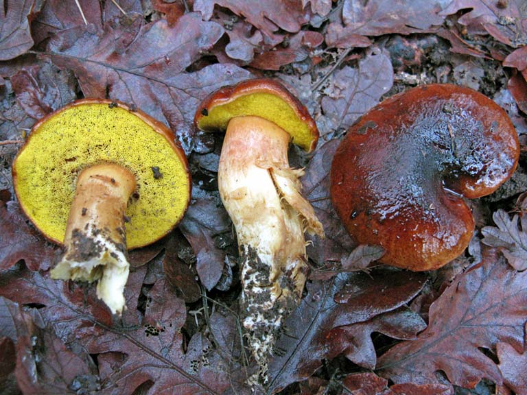 Aureoboletus flaviporus